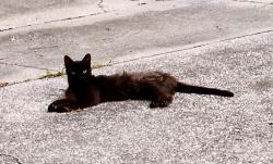 Lost Male Cat last seen Greenfield Avenue Forest Park in back of subdivision, Orlando, FL 32808
