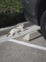 Found/Stray Male Cat last seen In parking lot of Sixt rental cars, Las Vegas, NV 89169