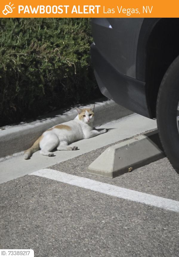 Found/Stray Male Cat last seen In parking lot of Sixt rental cars, Las Vegas, NV 89169