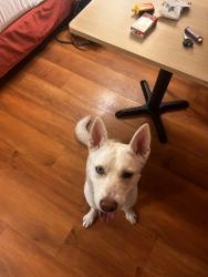 Lost Female Dog last seen Springtown blvd, Livermore, CA 94551
