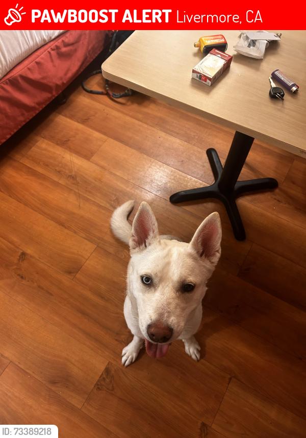 Lost Female Dog last seen Springtown blvd, Livermore, CA 94551