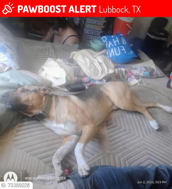 Lost Male Dog last seen the executive inn, Lubbock, TX 79413
