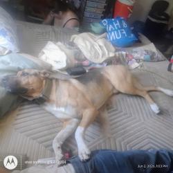 Lost Male Dog last seen the executive inn, Lubbock, TX 79413