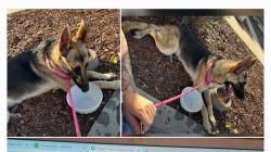 Found/Stray Female Dog last seen Near Canyon City Dog Park in Azusa, Azusa, CA 91702
