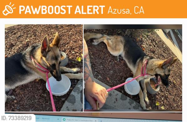 Found/Stray Female Dog last seen Near Canyon City Dog Park in Azusa, Azusa, CA 91702