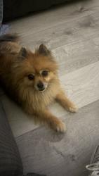 Lost Female Dog last seen Harrison & 29th st, alameda & 29th st, San Bernardino, CA 92404