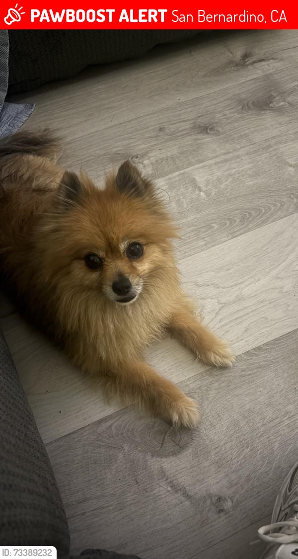 Lost Female Dog last seen Harrison & 29th st, alameda & 29th st, San Bernardino, CA 92404