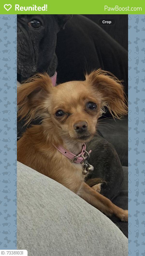 Reunited Female Dog last seen Arrowhead, Hesperia, CA 92345