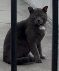 Lost Male Cat last seen Wren Ct, Hercules CA 94547, Hercules, CA 94547
