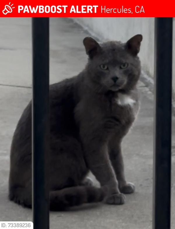 Lost Male Cat last seen Wren Ct, Hercules CA 94547, Hercules, CA 94547
