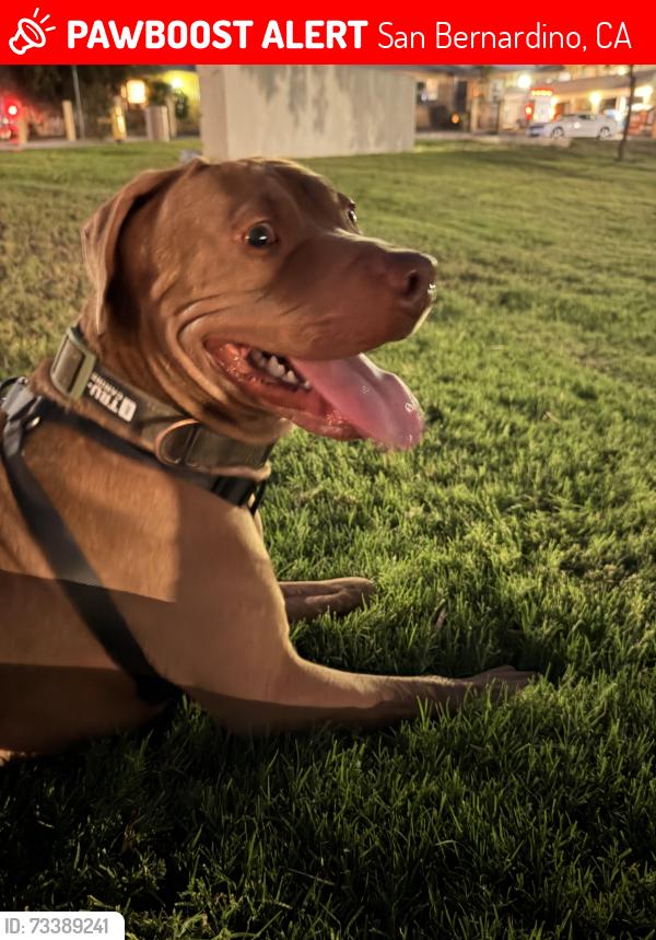 Lost Male Dog last seen Mountain view ave and 9 th san bernardino, San Bernardino, CA 92408