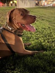 Lost Male Dog last seen Mountain view ave and 9 th san bernardino, San Bernardino, CA 92408