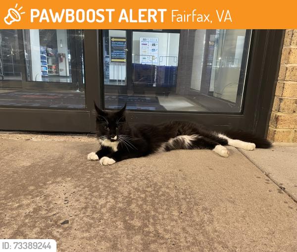 Found/Stray Unknown Cat last seen Micro center, Fairfax, VA 22031