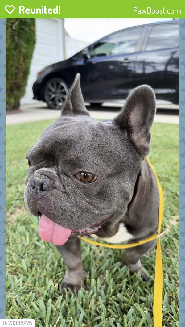 Reunited Male Dog last seen E Ocean Blvd, Long Beach, CA 90803