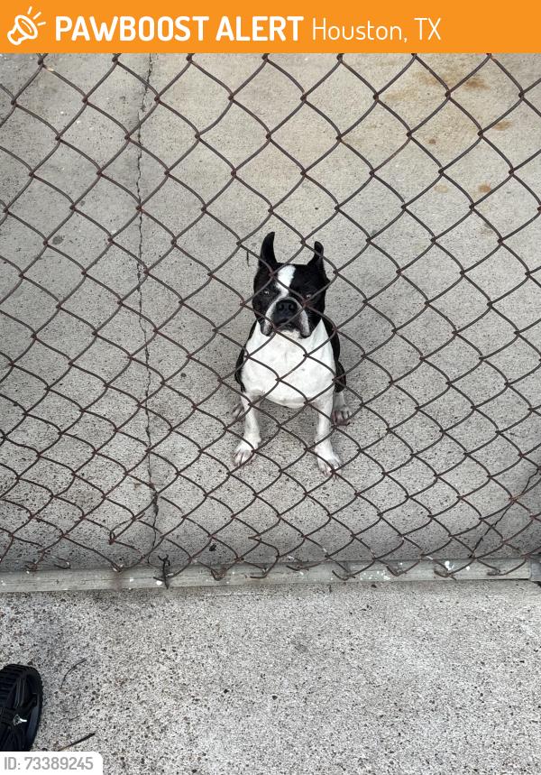Found/Stray Male Dog last seen Dulcimer st, Houston, TX 77051