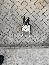 Found/Stray Male Dog last seen Dulcimer st, Houston, TX 77051