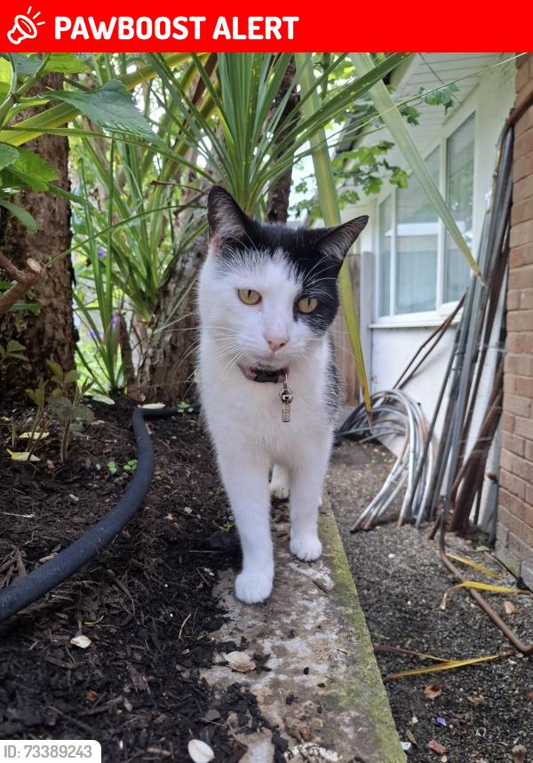 Lost Male Cat last seen Cookridge Primary School, Cookridge, England LS16 7DJ