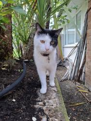 Lost Male Cat last seen Cookridge Primary School, Cookridge, England LS16 7DJ