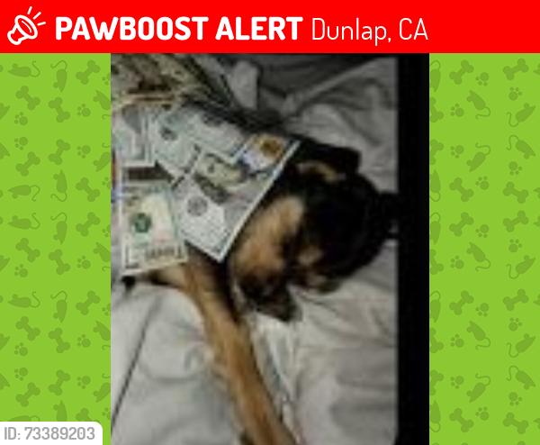 Lost Female Dog last seen Near Millwood Rd., Dunlap, CA 93621