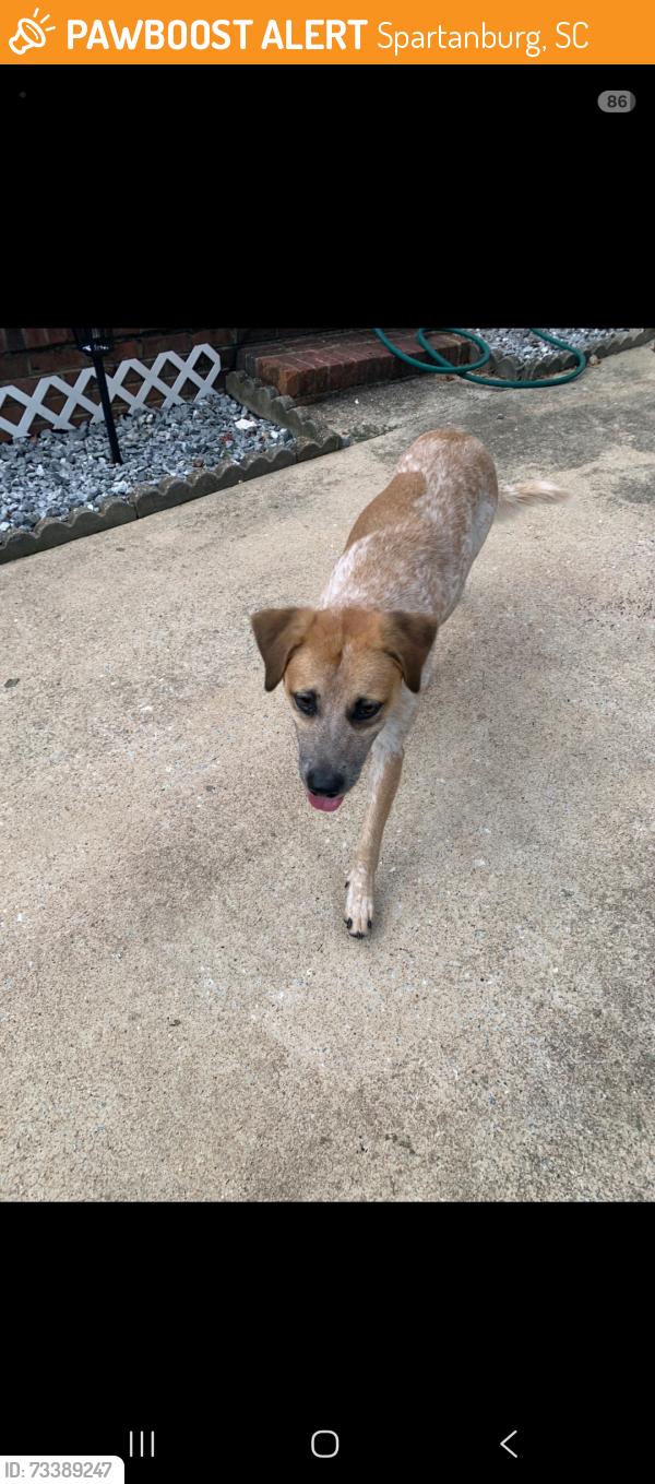 Found/Stray Male Dog last seen Hatcher Garden, Spartanburg, SC 29301