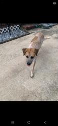 Found/Stray Male Dog last seen Hatcher Garden, Spartanburg, SC 29301