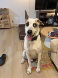 Found/Stray Male Dog last seen Martin Luther King Jr Blvd & Hillcrest, Los Angeles, CA 90008