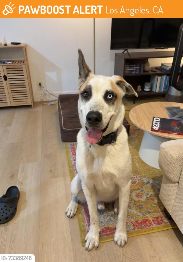 Found/Stray Male Dog last seen Martin Luther King Jr Blvd & Hillcrest, Los Angeles, CA 90008
