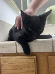 Found/Stray Female Cat last seen Bluewater Rd, Helendale, CA 92342