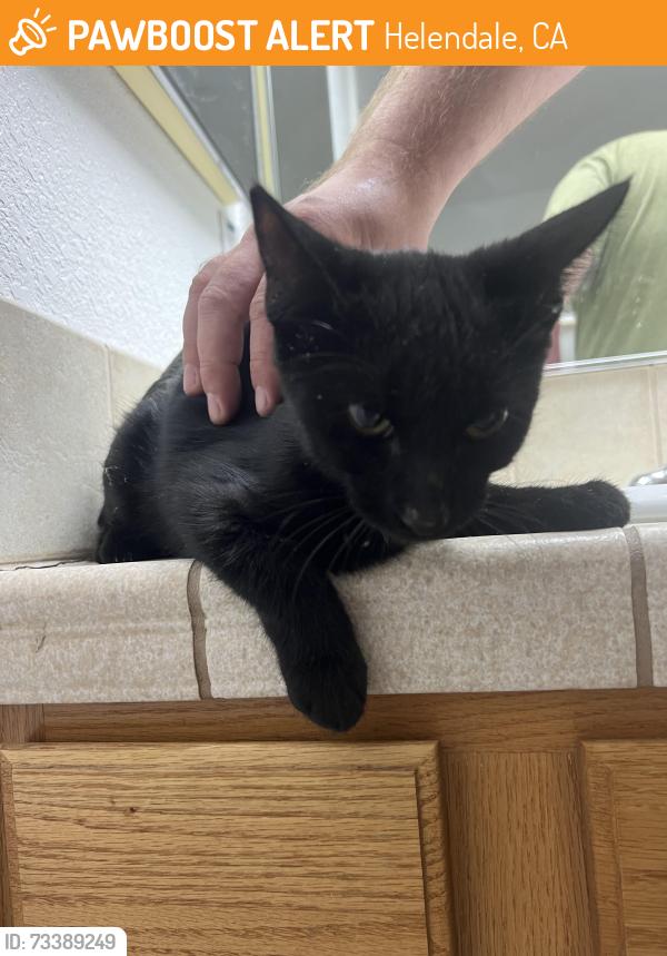 Found/Stray Female Cat last seen Bluewater Rd, Helendale, CA 92342
