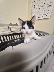 Shelter Stray Male Cat last seen HAMILTON WAY, 1950 Stevenson Blvd, Fremont, CA 94538, USA