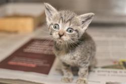 Shelter Stray Male Cat last seen CHARLOTTE, 8315 Byrum Dr, Charlotte, NC 28217, USA