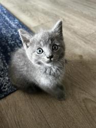 Shelter Stray Female Cat last seen CHARLOTTE, 8315 Byrum Dr, Charlotte, NC 28217, USA