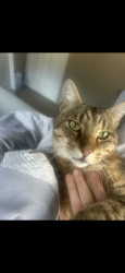 Lost Male Cat last seen Westcott farm, Westcott, England RH4 3LQ