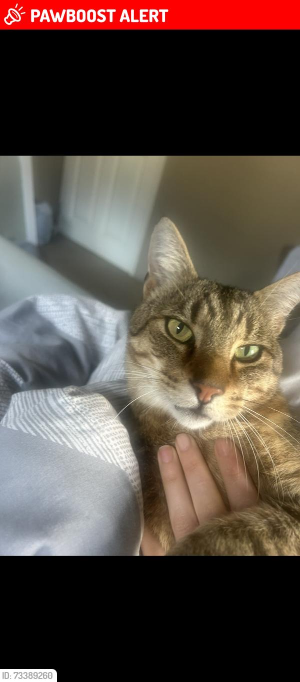 Lost Male Cat last seen Westcott farm, Westcott, England RH4 3LQ