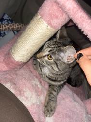 Lost Female Cat last seen Near sainrsbury glen, San Diego, CA 92127
