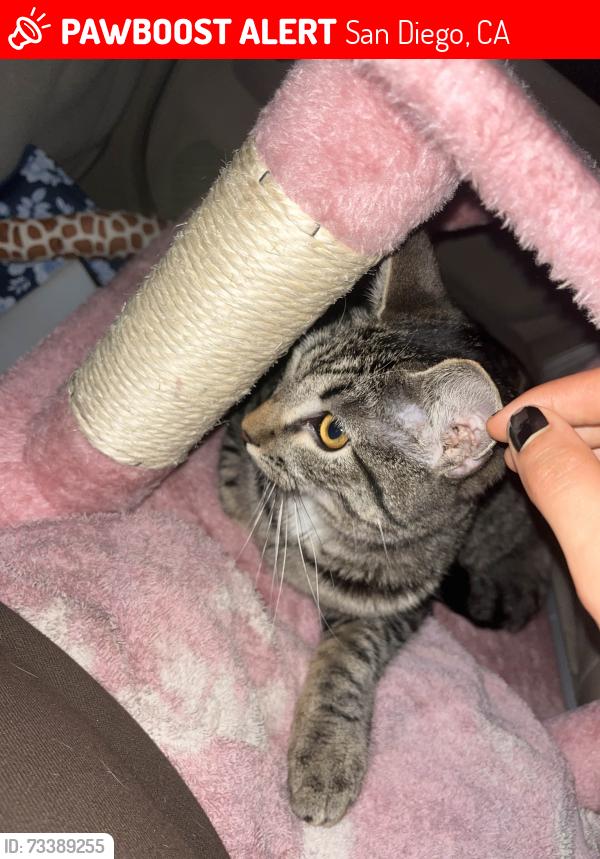 Lost Female Cat last seen Near sainrsbury glen, San Diego, CA 92127