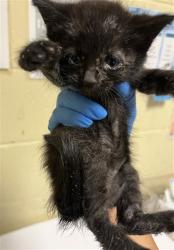 Shelter Stray Female Cat last seen BELMONT WAY & ARCADE BLVD, 2127 Front St, Sacramento, CA 95818, USA