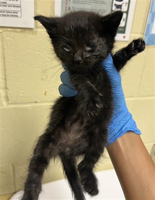 Shelter Stray Male Cat last seen BELMONT WAY & ARCADE BLVD, 2127 Front St, Sacramento, CA 95818, USA