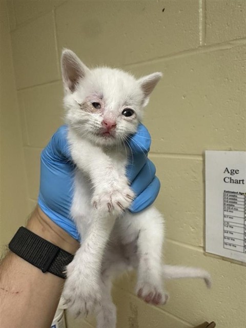 Shelter Stray Female Cat last seen 22ND AVE & 38TH ST, 2127 Front St, Sacramento, CA 95818, USA