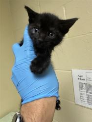 Shelter Stray Male Cat last seen W EL CAMINO AVE & NORTHGLEN ST, 2127 Front St, Sacramento, CA 95818, USA