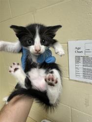 Shelter Stray Male Cat last seen W EL CAMINO AVE & NORTHGLEN ST, 2127 Front St, Sacramento, CA 95818, USA