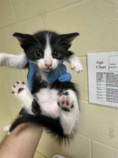 Shelter Stray Male Cat last seen W EL CAMINO AVE & NORTHGLEN ST, 2127 Front St, Sacramento, CA 95818, USA