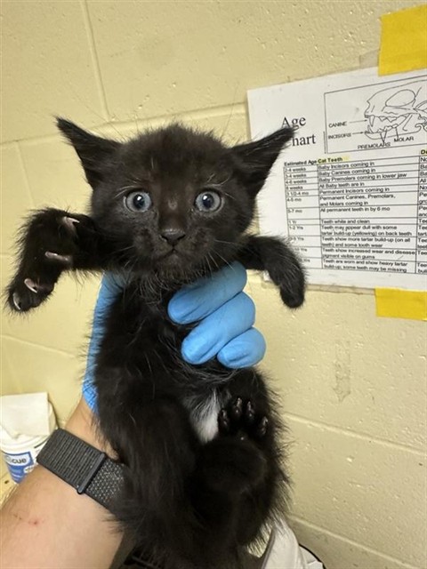 Shelter Stray Female Cat last seen W EL CAMINO AVE & NORTHGLEN ST, 2127 Front St, Sacramento, CA 95818, USA