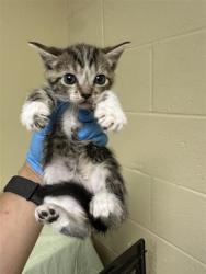 Shelter Stray Female Cat last seen W EL CAMINO AVE & NORTHGLEN ST, 2127 Front St, Sacramento, CA 95818, USA