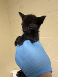 Shelter Stray Male Cat last seen W EL CAMINO AVE & NORTHGLEN ST, 2127 Front St, Sacramento, CA 95818, USA
