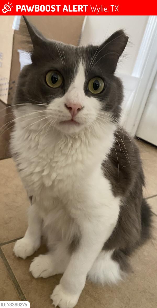 Lost Male Cat last seen Near Sumter dr, Wylie, TX 75098