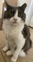 Lost Male Cat last seen Near Sumter dr, Wylie, TX 75098