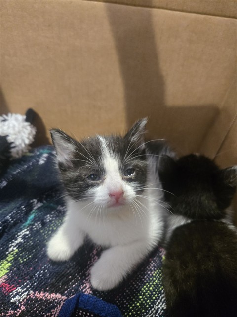 Shelter Stray Male Cat last seen ALTON PKWY/JAMBOREE RD, 92606, 6443 Oak Canyon, Irvine, CA 92618, USA