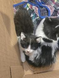 Shelter Stray Male Cat last seen ALTON PKWY/JAMBOREE RD, 92606, 6443 Oak Canyon, Irvine, CA 92618, USA