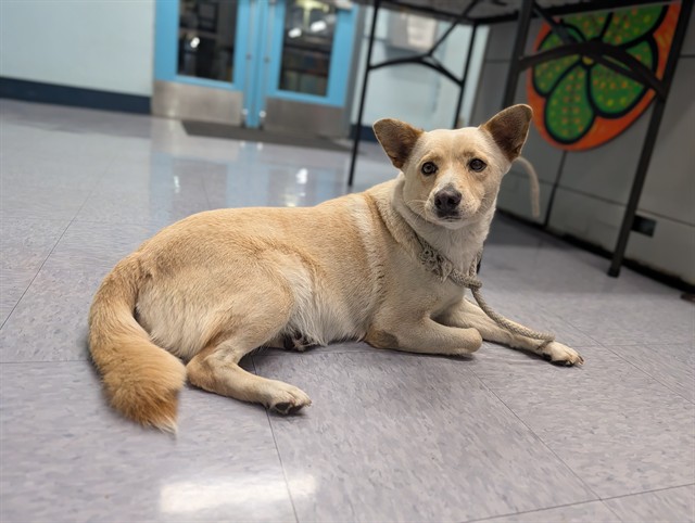 Shelter Stray Female Dog last seen , 4275 Elton St, Baldwin Park, CA 91706, USA